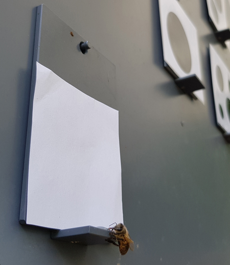A honey bee approaching a blank sheet of paper, suggesting it knows “nothing,” or zero, is less than the other values presented.